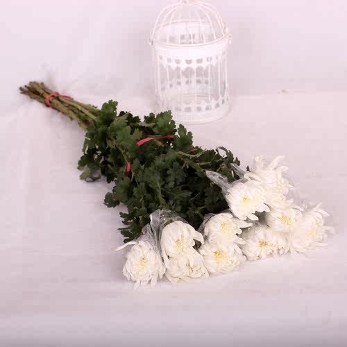 白菊花黄菊花清明节祭奠扫墓菊花新鲜大花朵一扎10枝北京同城速递 - 图1
