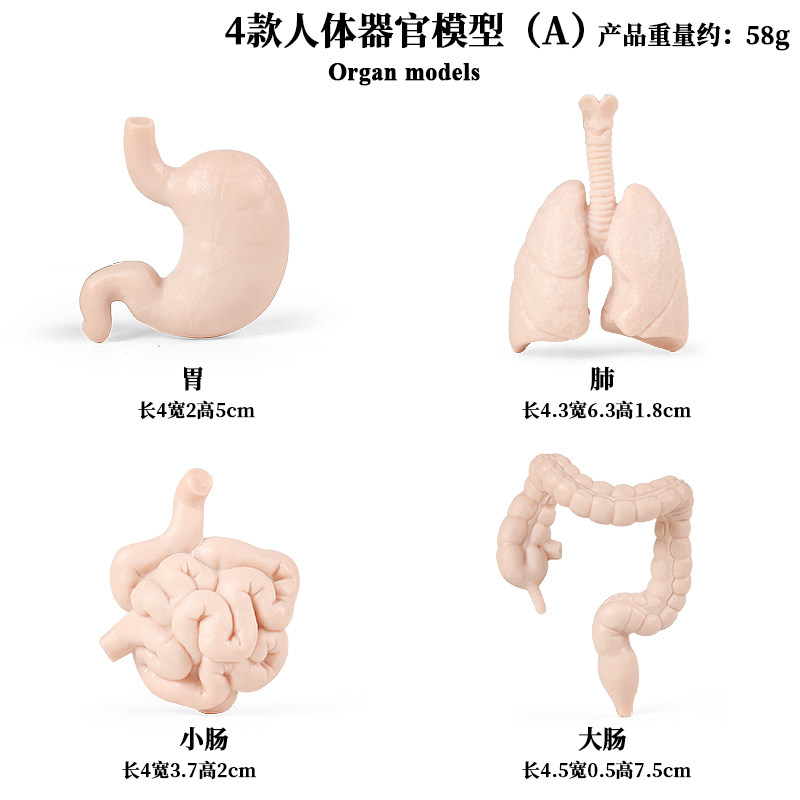 人体大脑模型构造全身内脏器官结构肌肉解剖儿童仿真玩具医学教具-图1