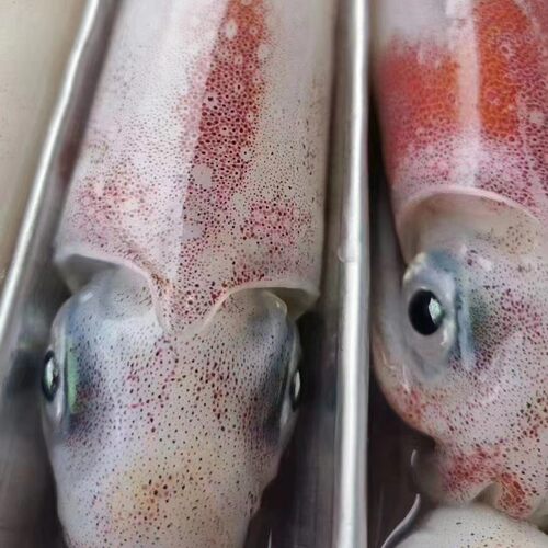 天然海钓大鱿鱼大管鲜活火箭鱿鱼海管笔管枪乌贼刺身食材东山海鲜 - 图1