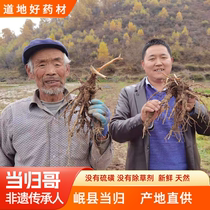Angelica Chinese herbal medicine Non-wild Min County Angelica Angelica Root-Ginseng Combined Farmhouse Chinese Herbal Medicine Angelica whole root 250g grams
