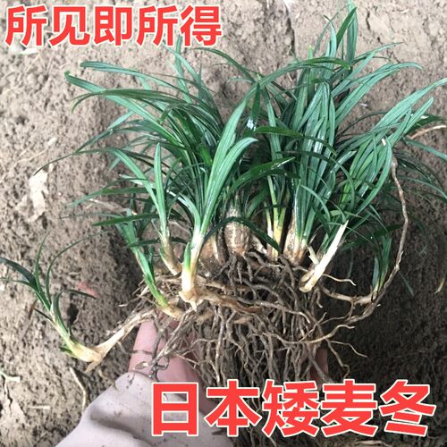 矮麦冬草玉龙草四季常青长不高植物耐寒耐践踏庭院日本矮麦冬草 - 图2