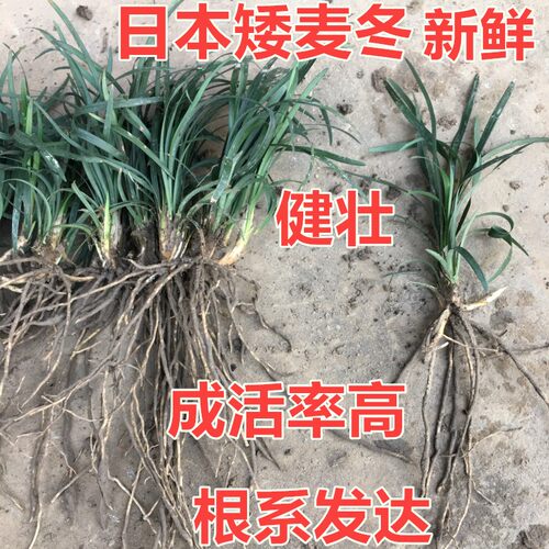 矮麦冬草玉龙草四季常青长不高植物耐寒耐践踏庭院日本矮麦冬草 - 图0
