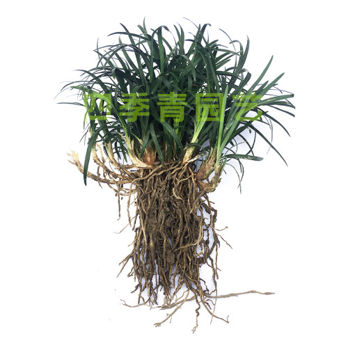 矮麦冬草玉龙草四季常青长不高植物耐寒耐践踏庭院日本矮麦冬草 - 图3