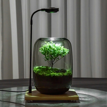 Life Tree Creative Moss Microscape Eco Bottle Office Good Breeding Potted Tabletop Green Plant Ecological Cylinder Bonsai