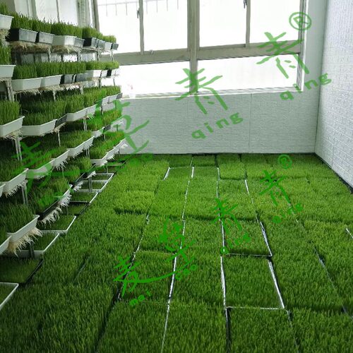 麦草青青富硒新鲜小麦草麦苗大麦落叶全天然清汁高碱性食品麦绿素 - 图2