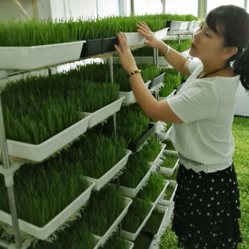 麦草青青富硒新鲜小麦草麦苗大麦落叶全天然清汁高碱性食品麦绿素 - 图1