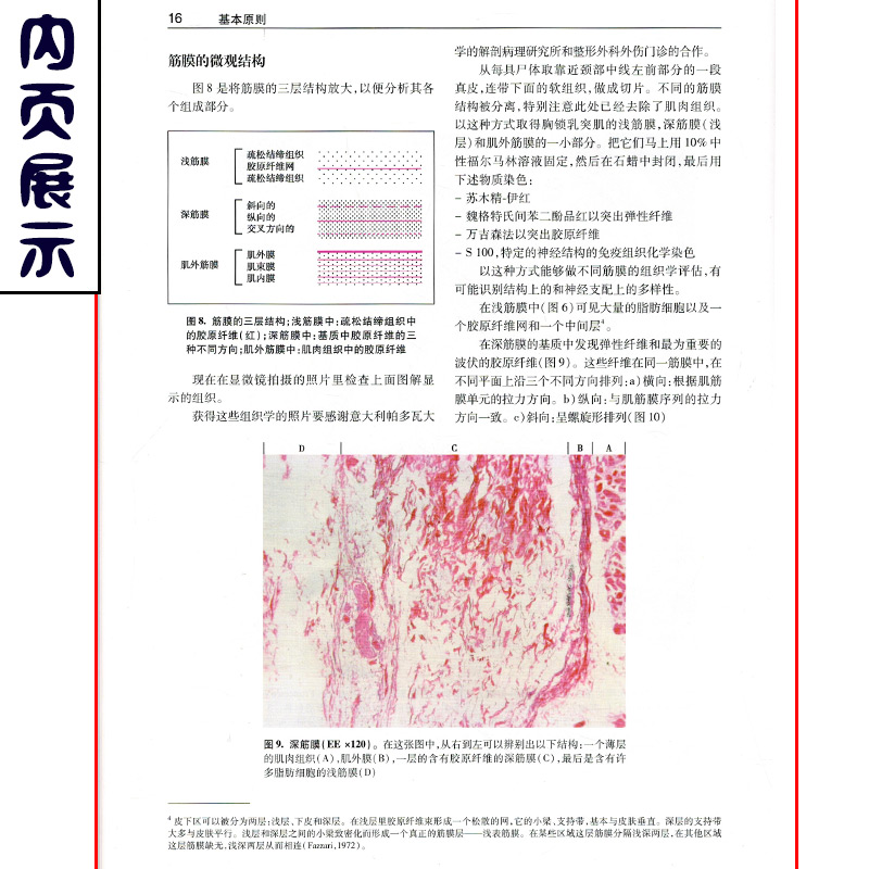 正版 筋膜手法治疗肌肉骨骼疼痛  关玲主译 基础医学参考工具书籍 软组织损伤治疗方法临床教程 人民卫生出版社9787117260497 - 图2