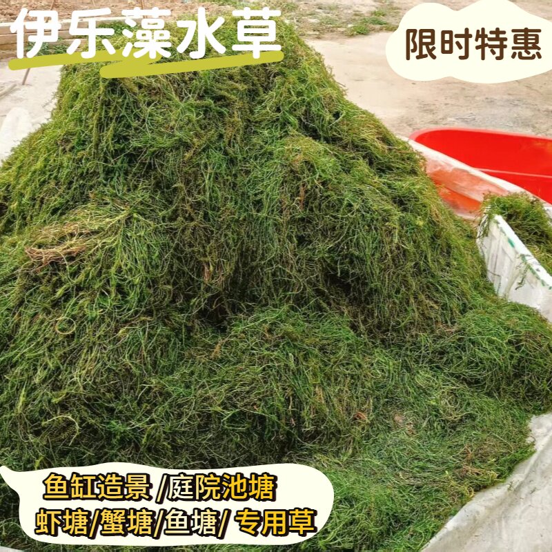 伊乐藻水草养螃蟹专用水草养不死水草龙虾专用草鱼缸造景天鹅喜食