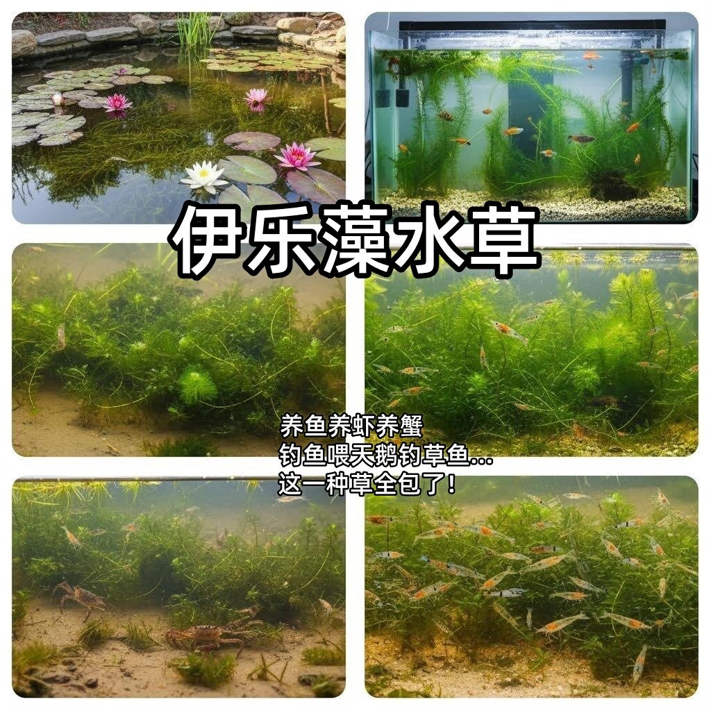 伊乐藻水草小龙虾螃蟹养殖专用水草鱼可吃净化水的草鱼缸水草植物