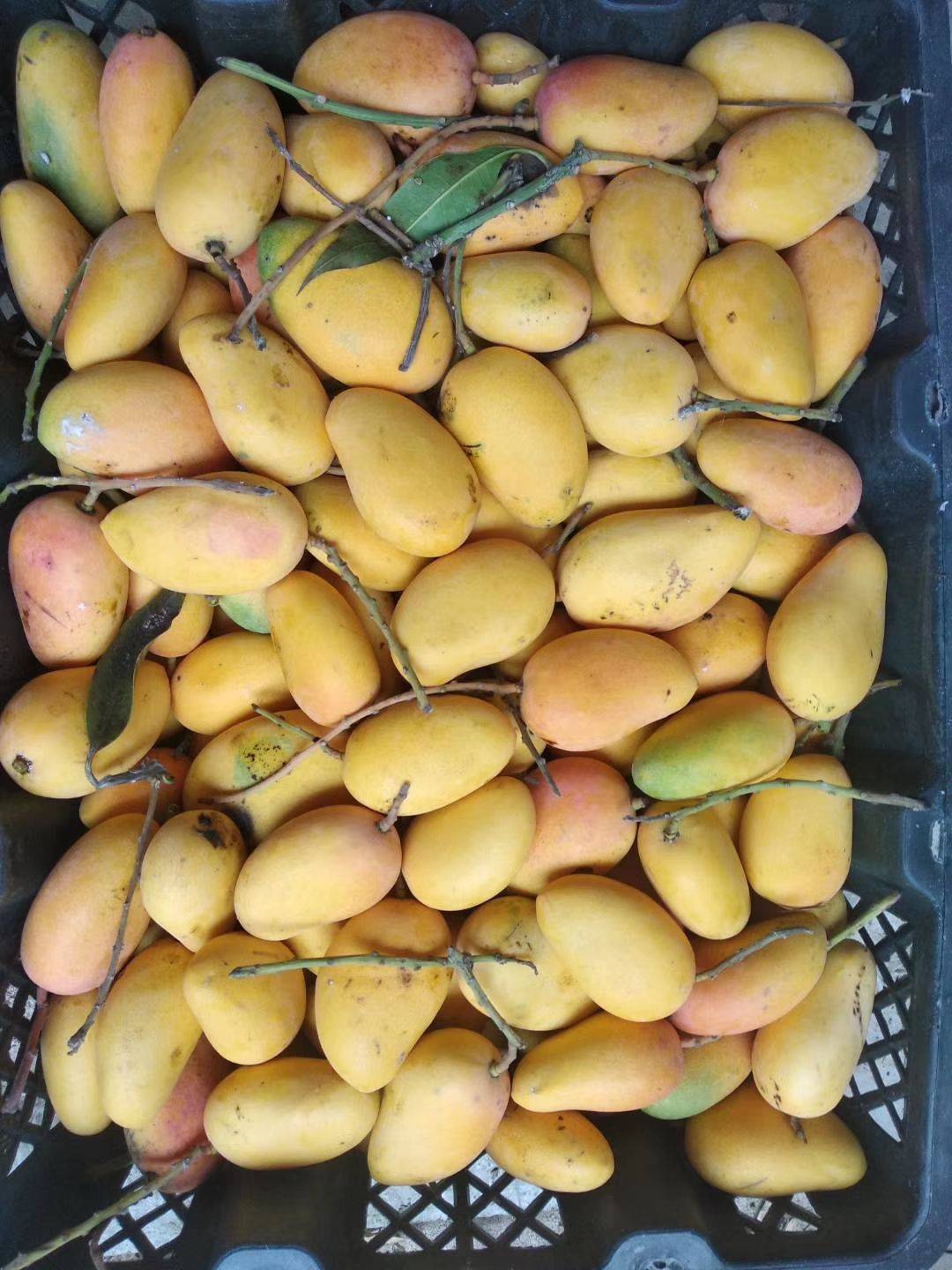 海南三亚小台芒9斤新鲜现摘树上熟时令当季热带水果香甜核薄包邮-图0