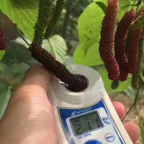 台湾长果桑树苗四季桑葚苗桑葚活苗盆栽庭院地栽南北方种当年结果 - 图1
