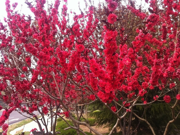 紫叶桃 红叶桃花 桃花树苗红叶碧桃  绿化工程 行道树木绿化盆栽 - 图1