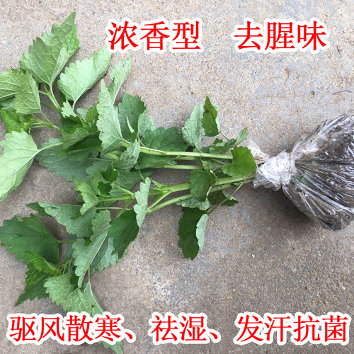 藿香苗大叶薄荷藿香盆栽广藿香树苗阳台绿植藿香种苗食用五香叶苗 - 图1