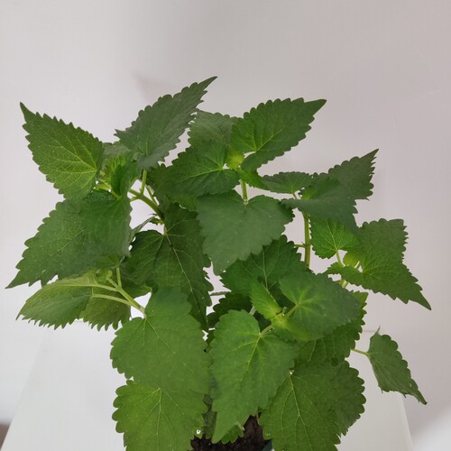 薄荷盆栽大叶薄荷苗带盆薄荷叶苗可食用薄荷种苗树苗种子驱蚊植物 - 图1