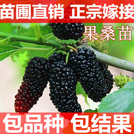 桑葚树苗桑树苗 果桑苗无籽大十嫁接苗 地栽盆栽桑苗 长果采摘园 - 图1