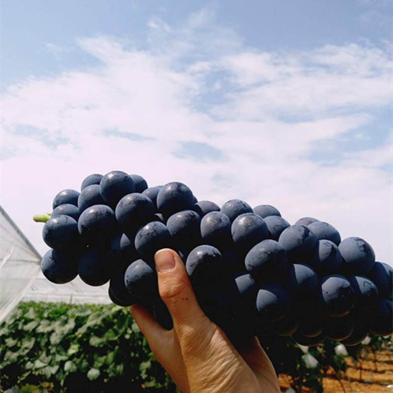现摘云南夏黑葡萄1-5斤整串无籽蓝莓葡萄核非巨峰葡萄提子黑加仑 - 图3