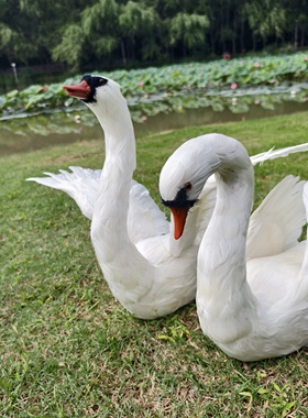 仿真天鹅模型摆件户外庭院装饰品