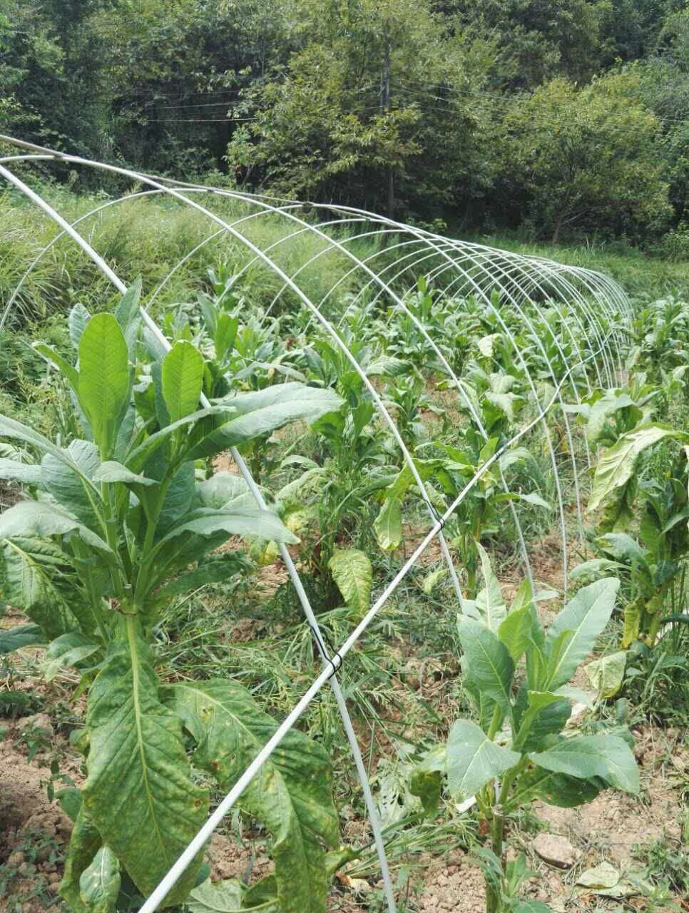 小拱棚支架 农用蔬菜暖棚花卉拱竿骨架拱竿育苗拱棚竿地拱塑料杆 - 图1