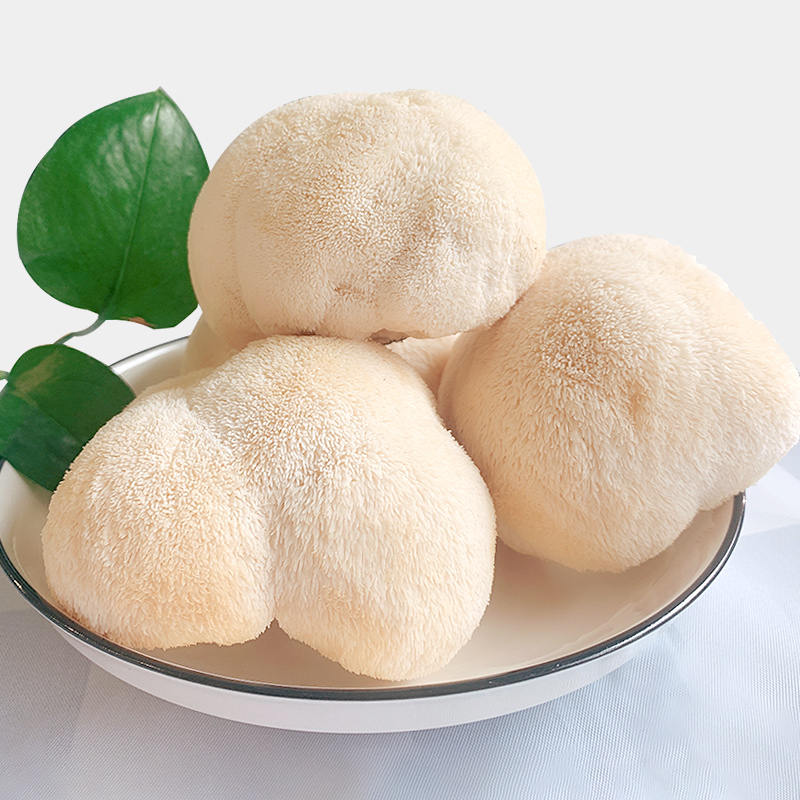 古松福建特产古田新鲜猴头菇当季食用新鲜猴头菌 猴菇2斤约6-10个