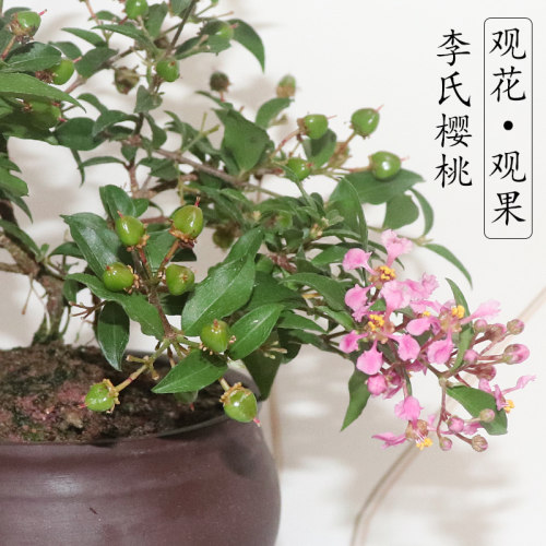 李氏樱桃盆栽耐寒花卉姬樱桃绿植观花果桌面茶几室内四季常青老桩 - 图3