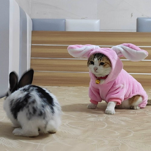 Одежда для собак, зимняя одежда, четвероногая одежда, плюшевая одежда, теплая и густая одежда для кошек, домашние животные, осенняя и зимняя рождественская одежда для кошек