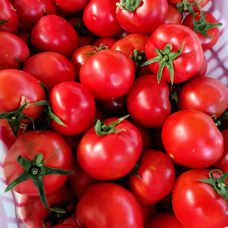 新疆普罗旺斯西红柿霍尔果柿草莓番茄水果有籽沙瓤宝宝孕妇自然熟 - 图1