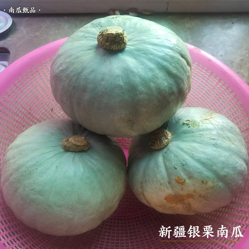 【南瓜甄品】新疆银板栗南瓜 银色板栗味南瓜 粉糯香甜老南瓜5斤 - 图0