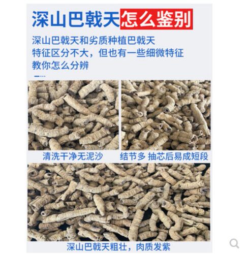 巴戟天500克包邮 野生特级男肾酒料可搭配肉苁蓉锁阳菟丝子淫羊藿 - 图0