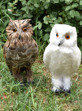 真羽毛仿真猫头鹰静态标本摄影