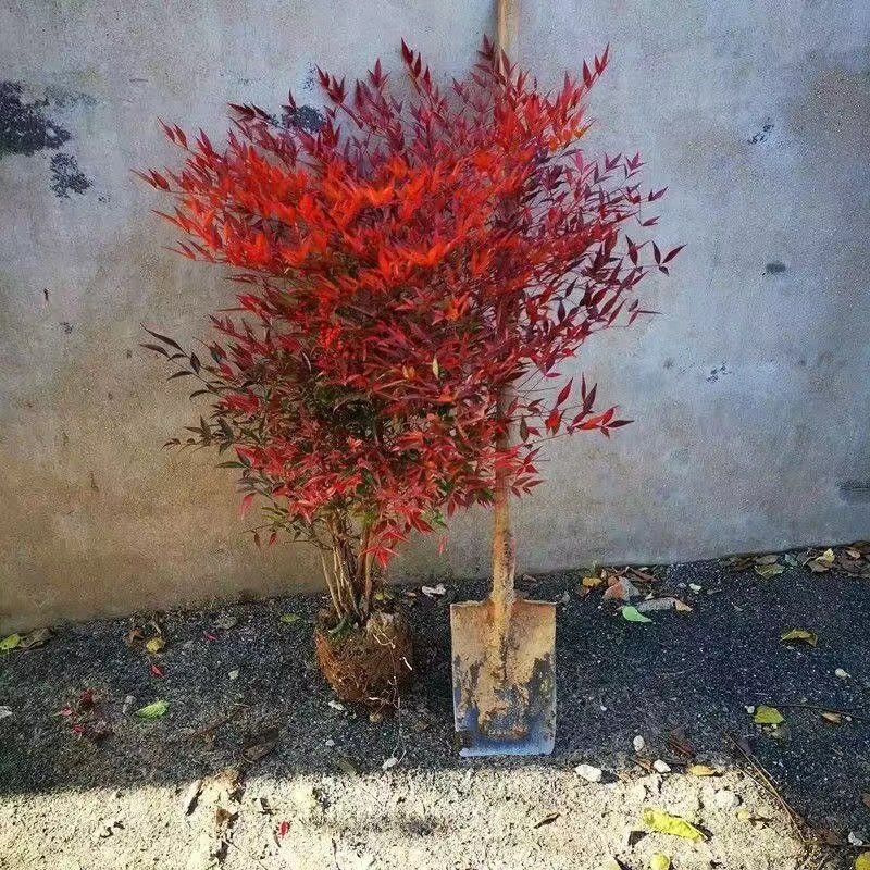 火焰南天竹盆栽 红天竺大花树苗老桩盆景结果植物果叶植物耐寒,淘宝优惠券,粉丝福利购,淘宝优惠卷