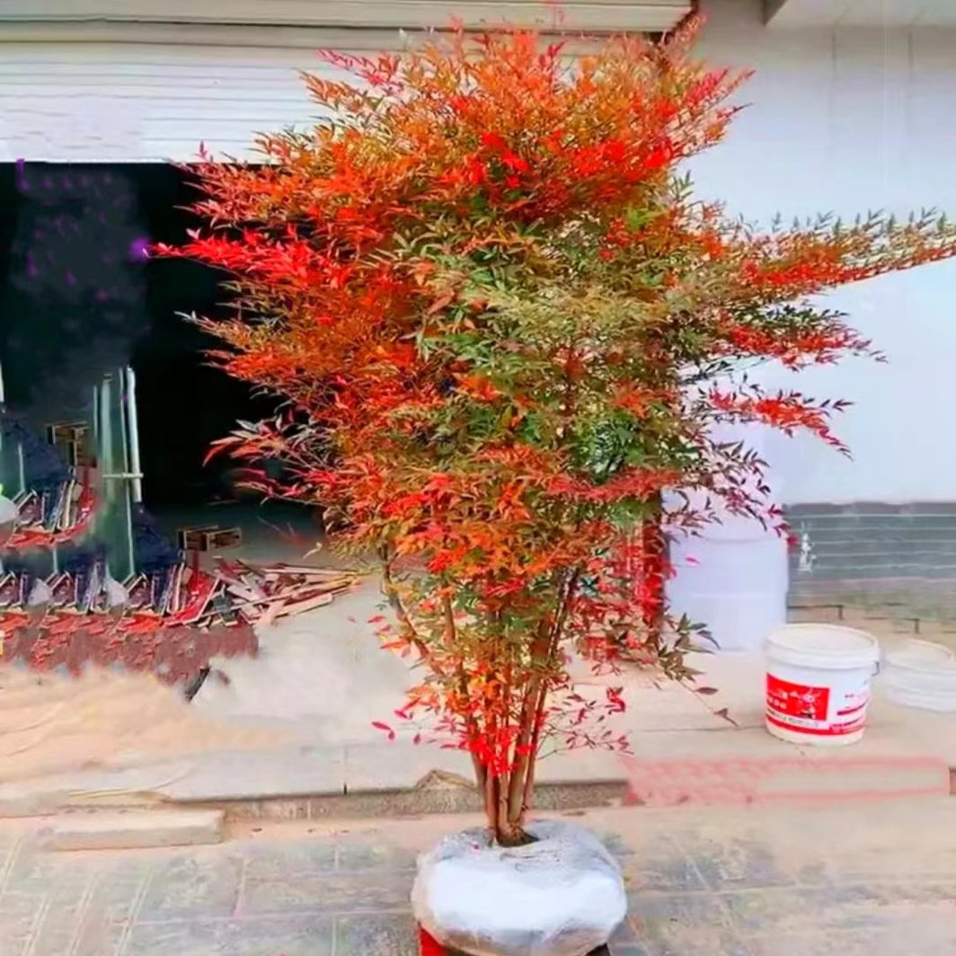 火焰南天竹盆栽 红天竺大花树苗老桩盆景结果植物果叶植物耐寒,淘宝优惠券,粉丝福利购,淘宝优惠卷