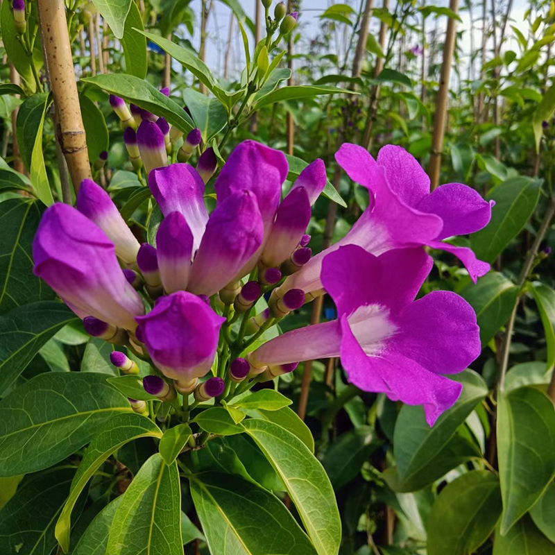 蒜藤花爬铃藤植GKZ物紫香藤庭院阳台爬藤植物绿植花盆卉栽绿篱公 - 图2