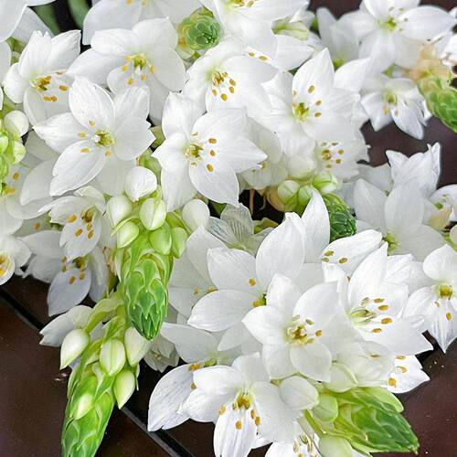 雀梅鲜花白色圣心百合鲜切花云南直发家用办公室插花室内水培顺丰 - 图3