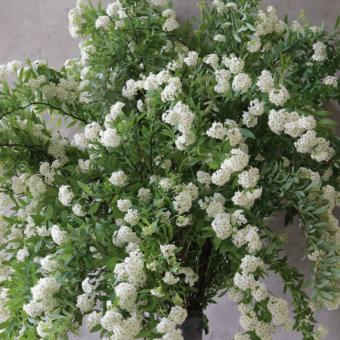 小手球鲜切花室内水培植物家用插花装饰摆件云南基地直发鲜花顺丰-图2