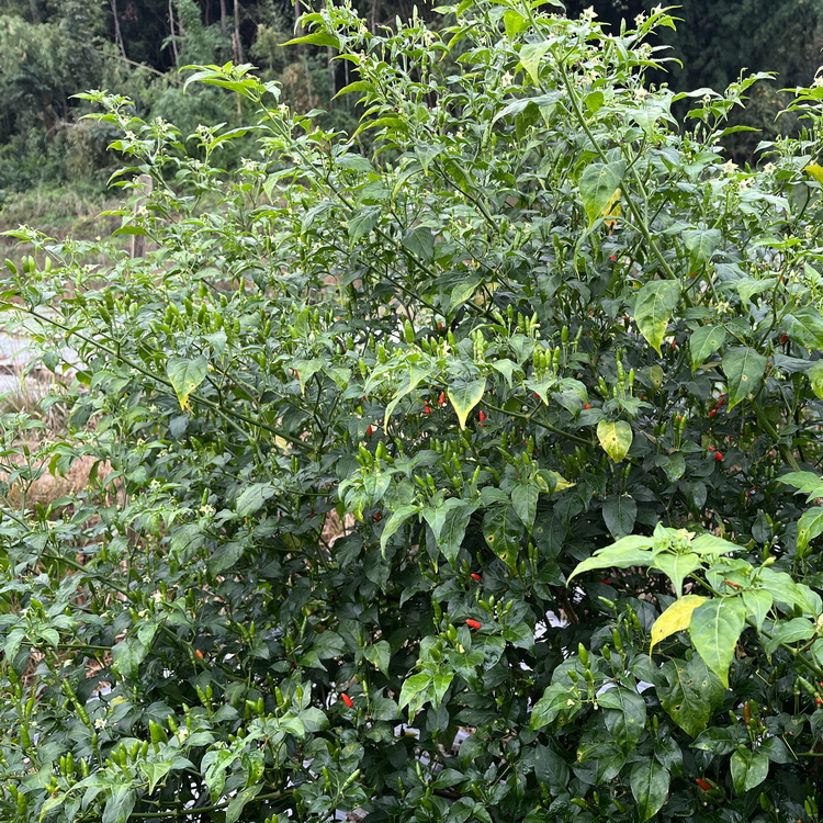 小雀椒缅甸品种鸟眼辣椒迷你朝天椒小米辣缅甸小雀辣地狱火种子 - 图3