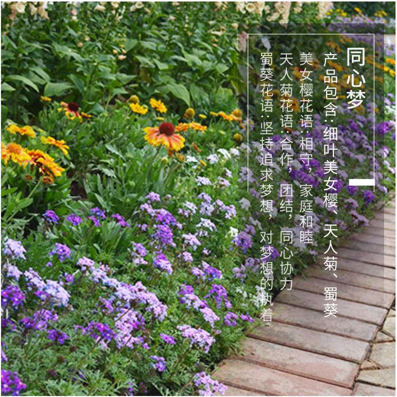 96款别墅庭院花园客厅阳台花卉盆栽种子组合四季易活室内花草种子 - 图2