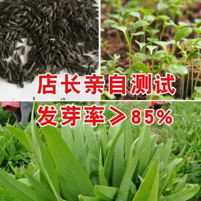 绿剑油麦菜种子清香无斑油麦菜种子四季播种盆栽庭院有机蔬菜种子 - 图2