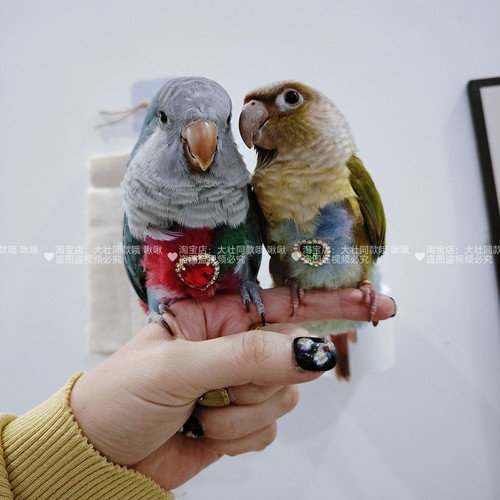 鹦鹉加绒加厚外出服冬季保暖毛绒绒弹力肩带牡丹鸟衣服屎兜尿不湿 - 图1