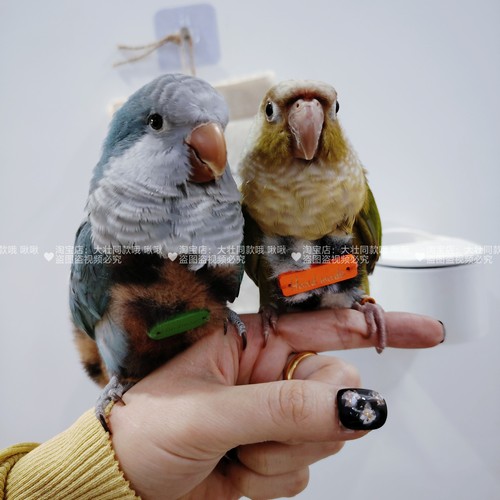 鹦鹉加绒加厚外出服冬季保暖毛绒绒弹力肩带牡丹鸟衣服屎兜尿不湿 - 图2