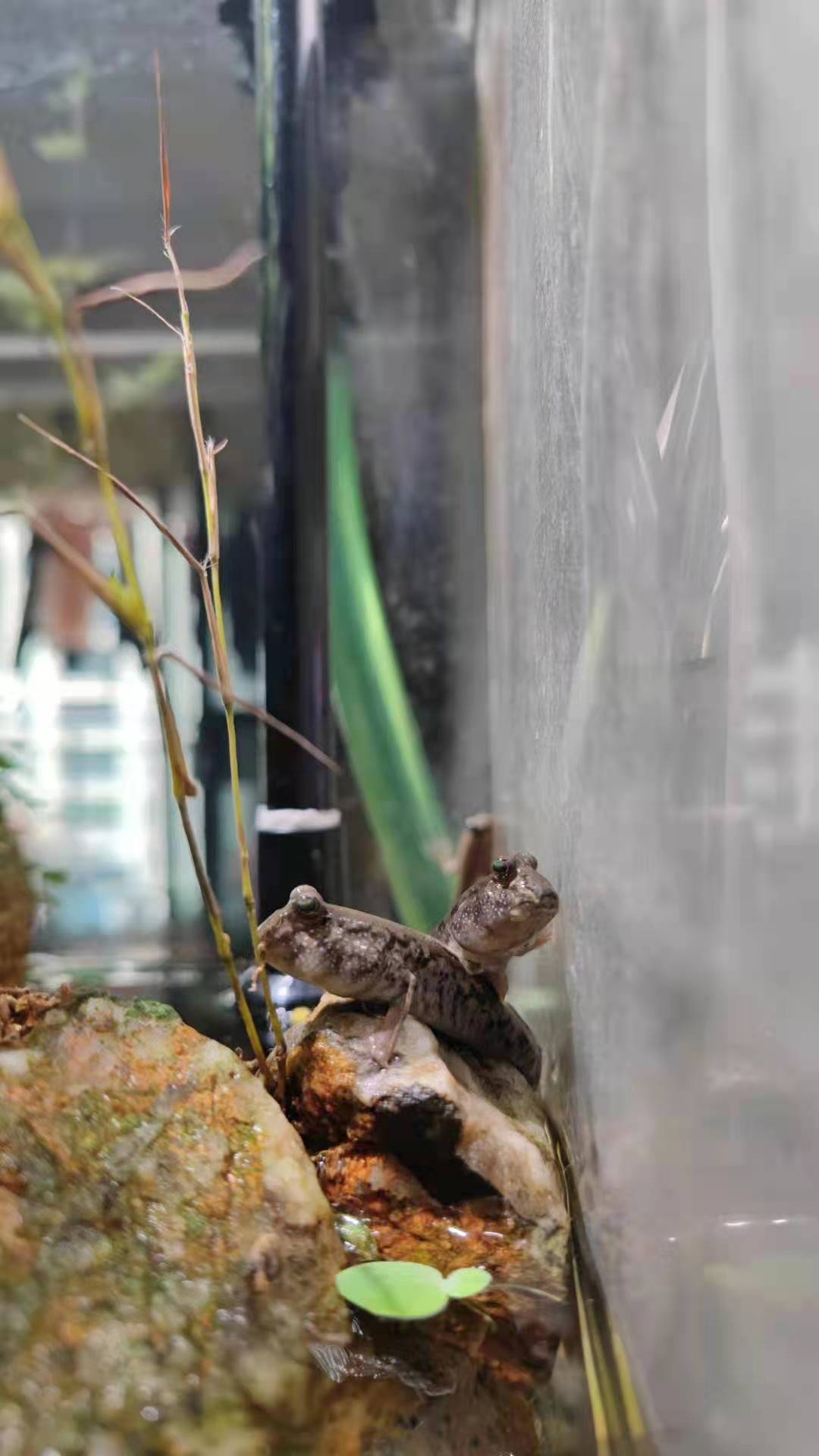 跳跳鱼红鳍宠物弹涂鱼滩涂鱼汽水鱼观赏鱼易养易活淡水活体包损 弹涂鱼农场 淘优券