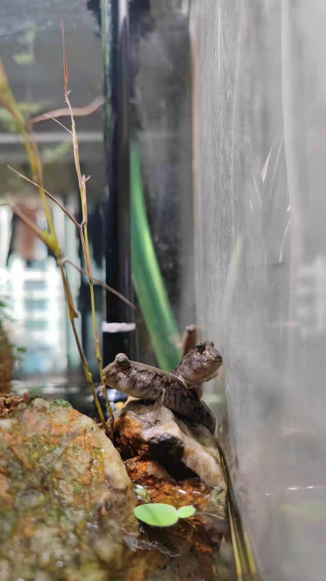 弹涂鱼萌宠观赏鱼淡水包活包邮滩涂鱼蓝鳍红树林宠物水族水陆两栖 - 图3