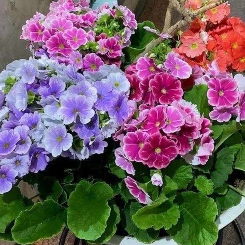 四季樱草盆栽报春花卉 花苗 喜凉花卉 易爆花植物 年宵花卉好养花 - 图3