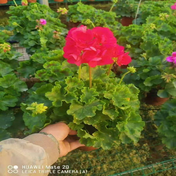 直立天竺葵盆栽带花包邮花卉观花植物成品原盆发货阳台四季开花