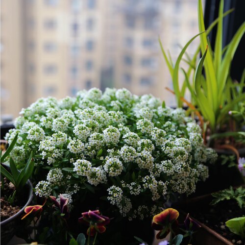 香雪球盆栽花卉芳香观赏性植物花量大易爆花花期特别长 - 图2