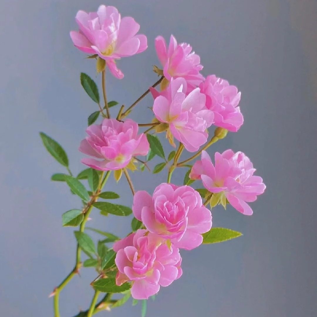 樱板超微月丰花勤花柱形矮小适合阳台种植扦插多季绿植花卉扦插苗,淘宝优惠券,粉丝福利购,淘宝优惠卷