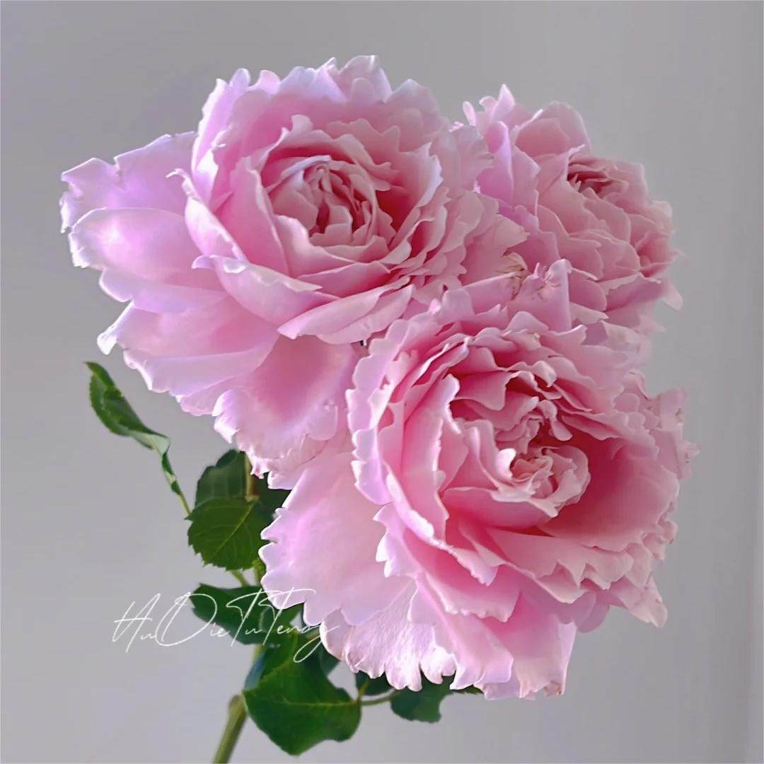 小苗索菲罗莎月季大花浓香玫瑰花种苗多季花卉盆栽地栽阳台苗,淘宝优惠券,粉丝福利购,淘宝优惠卷