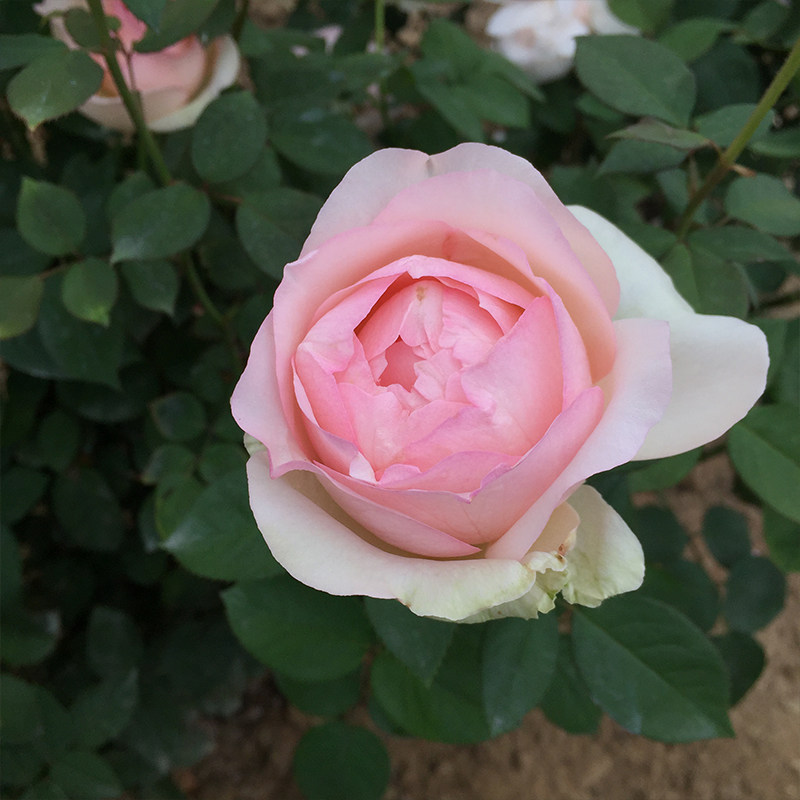 新品月季蒙娜丽莎月季花苗花卉阳台绿植盆栽多季微月玫瑰小苗,淘宝优惠券,粉丝福利购,淘宝优惠卷