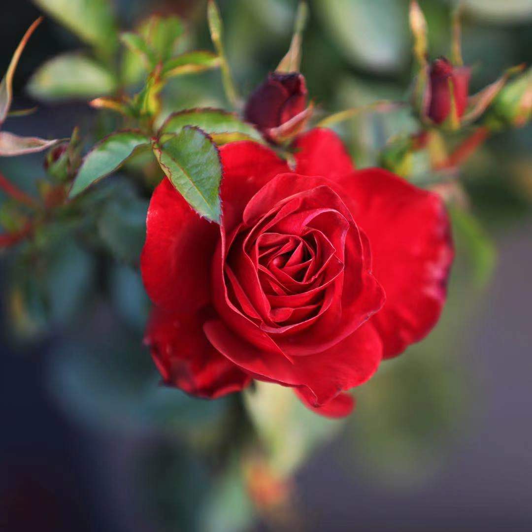 微型月季流星王阳台月季花盆栽浓香四季开花丰花粉色小苗 - 图1