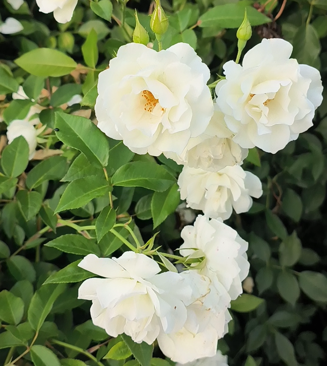 直立冰山月季小苗白色勤花多头灌木多头淡香多季开花地栽盆栽小苗,淘宝优惠券,粉丝福利购,淘宝优惠卷