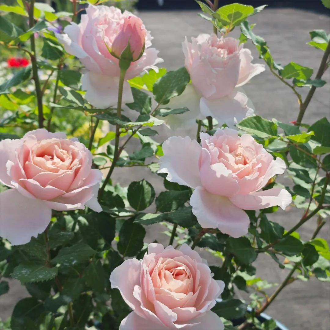 小苗索菲罗莎月季大花浓香玫瑰花种苗多季花卉盆栽地栽阳台苗,淘宝优惠券,粉丝福利购,淘宝优惠卷